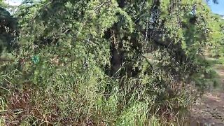 A Fresh Adventure with My Stepbrother: Sex in the Woods