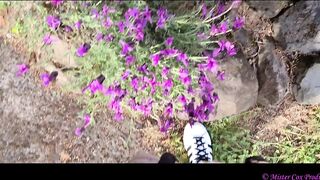Take a Walk with Vivian Cox in her Rose Garden and See a Surprise - Vivian_Cox