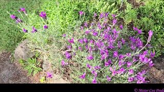 Take a Walk with Vivian Cox in her Rose Garden and See a Surprise - Vivian_Cox