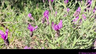 Take a Walk with Vivian Cox in her Rose Garden and See a Surprise - Vivian_Cox