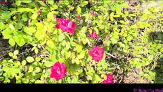 Take a Walk with Vivian Cox in her Rose Garden and See a Surprise - Vivian_Cox