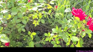 Take a Walk with Vivian Cox in her Rose Garden and See a Surprise - Vivian_Cox