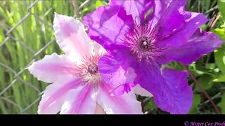 Take a Walk with Vivian Cox in her Rose Garden and See a Surprise - Vivian_Cox