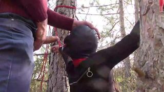 Tied to a tree on a hot outfit, masked and outdoor deepthroat with no leniency