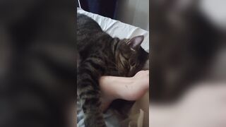 Cute Kitten Cuddling With Gorgeous Feet