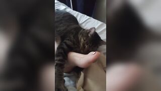 Cute Kitten Cuddling With Gorgeous Feet