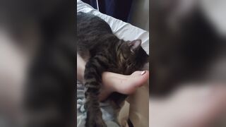 Cute Kitten Cuddling With Gorgeous Feet