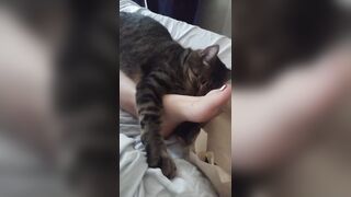 Cute Kitten Cuddling With Gorgeous Feet