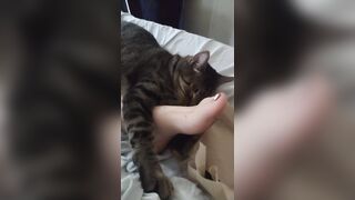 Cute Kitten Cuddling With Gorgeous Feet