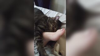 Cute Kitten Cuddling With Gorgeous Feet