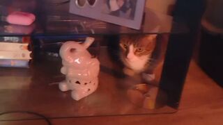 Cute hotty playing with doggy and kittens