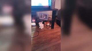 Cute hotty playing with doggy and kittens