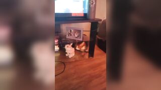 Cute hotty playing with doggy and kittens