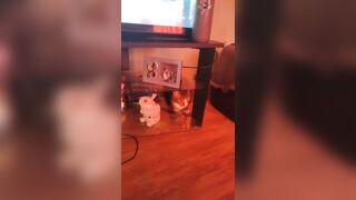 Cute hotty playing with doggy and kittens