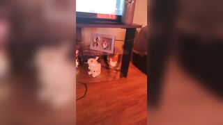 Cute hotty playing with doggy and kittens