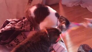 Sexy tattoo gal playing with her kittens