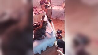 Sexy tattoo gal playing with her kittens