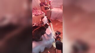 Sexy tattoo gal playing with her kittens