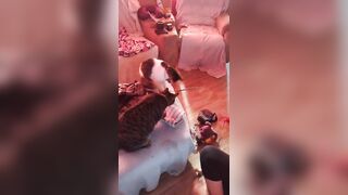 Sexy tattoo gal playing with her kittens
