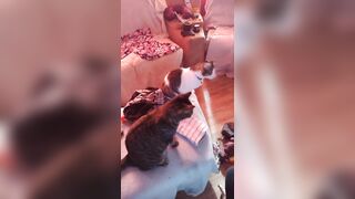 Sexy tattoo gal playing with her kittens