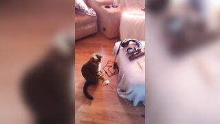 Hot angel playing with her three kittens