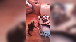 Hot angel playing with her three kittens