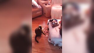 Hot angel playing with her three kittens