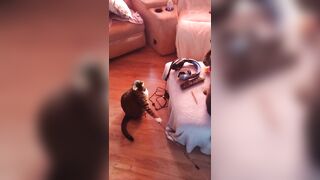 Hot angel playing with her three kittens