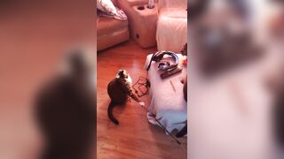 Hot angel playing with her three kittens