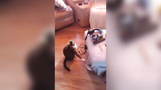 Hot angel playing with her three kittens