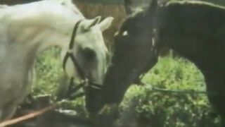 Raw Twat Connection Sluts #1