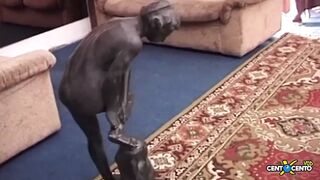 A bushy snatch that first cums profusely and then piddles with a very valuable gush!