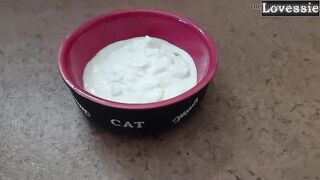 Hot Kitty Eats From a Bowl and Licks Her Slaver's Feet - Lovessie