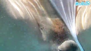 Plugged Big Butt Ebony Gets Fucked by BBC Underwater