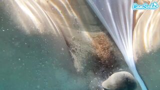 Plugged Big Ass Ebony Willow Ryder Gets Drilled by BBC Underwater