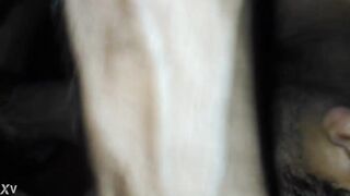 white penis sucking by black gay hunk