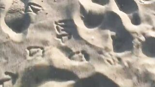 Doxies On The Beach Part 1