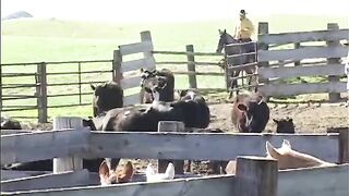 What Happens When The Shane’s World Crew Become Ranch Hands