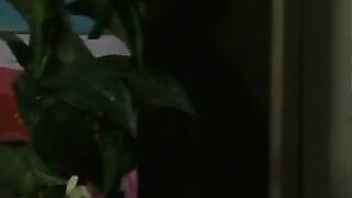 Molinee Green, Rozy Jezel & Belinda Gavin - Ex-Wife Affair