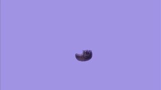 Parasited push Cute Angels so unholy fuck each other, compilations
