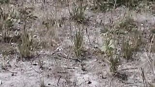 Blonde Honey Voids urine Wild Closeup