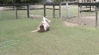 Milf Catfight