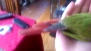Kiwi's How to Make love Part 1